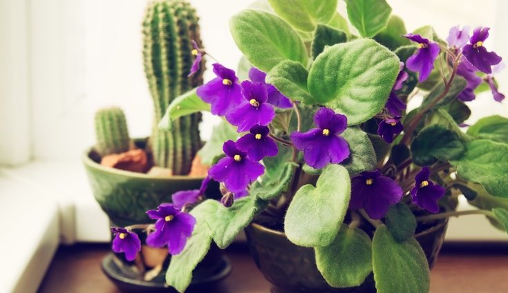 Estas flores son muy delicadas y pero perfectas para los hogares
