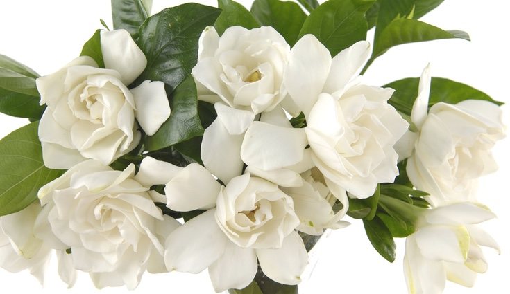 La gardenia es ideal para expresar ese sentimiento