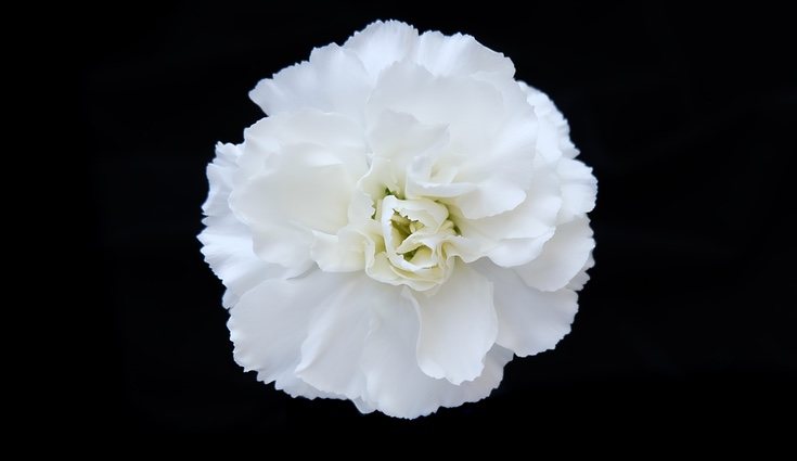 El clavel blanco es una flor del amor asociada a ala amistas y lealtad