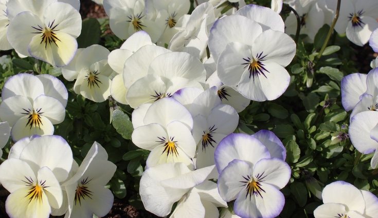 El color blanco del pensamiento representa el candor