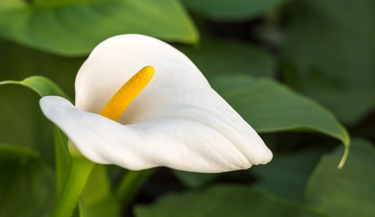 La cala es una flor que se relacionan con la amistad o con una declaración de amor