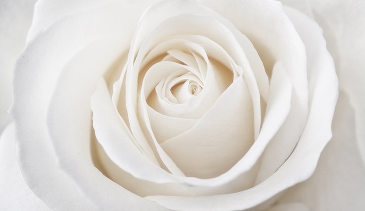 El significado de la rosa blanca es amor puro y perpetuo
