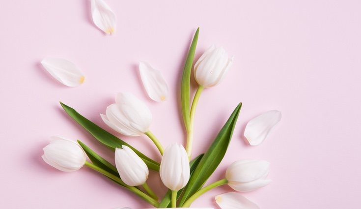 El tulipán blanco se usa como regalo cuando quieres pedir perdón