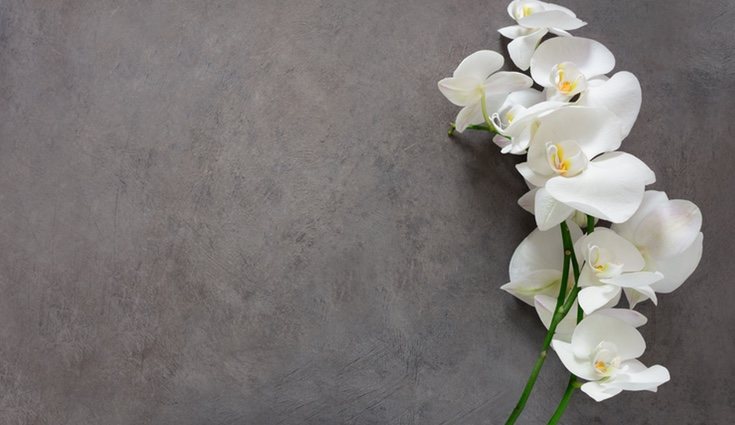 El significado de la orquídea es de belleza pura
