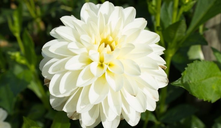 La dalia es una flor ideal para dar las gracias a un ser querido o un amigo