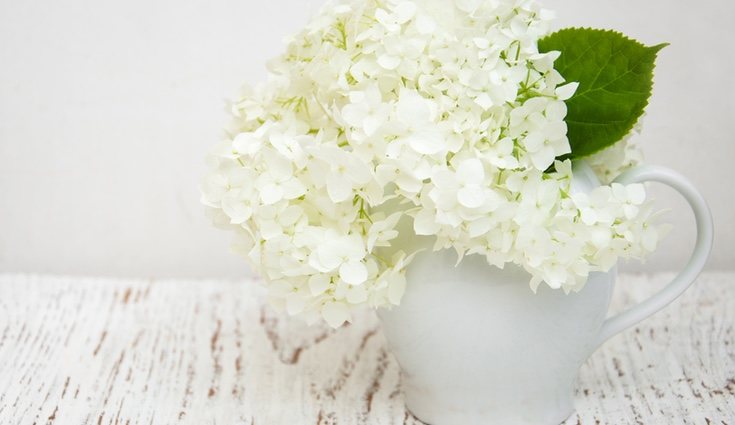 La hortensia representa la alegría y la gratitud