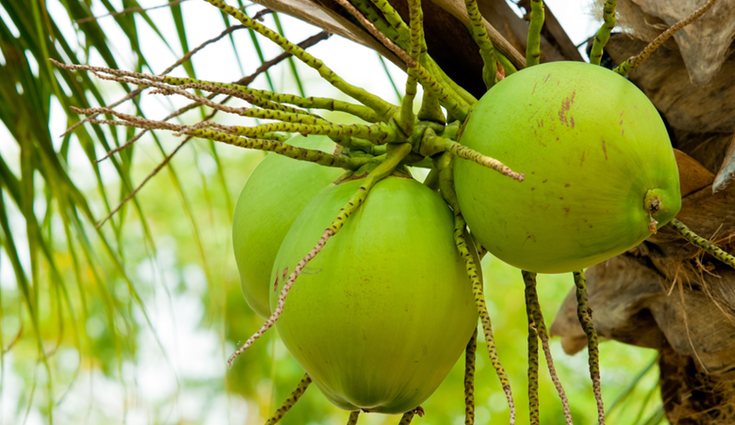 El coco proporciona alimento y bebida, por eso son llamados 'árbol de la vida'