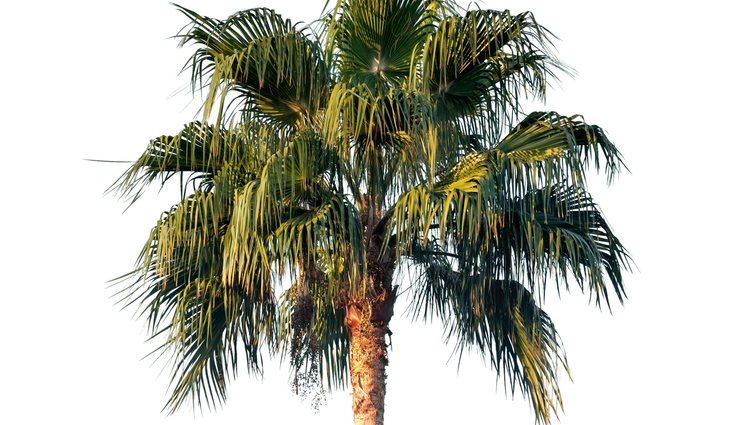 Es muy común encontrar palmeras datileras en España