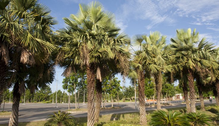 Algunos ejemplares la 'Copernicia prunifera' esta planta en Brasil