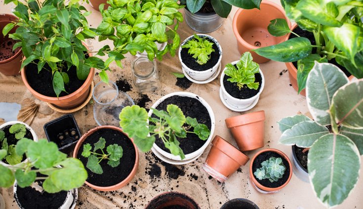 Actualmente venden palmeras en casi todas las tiendas de jardinería