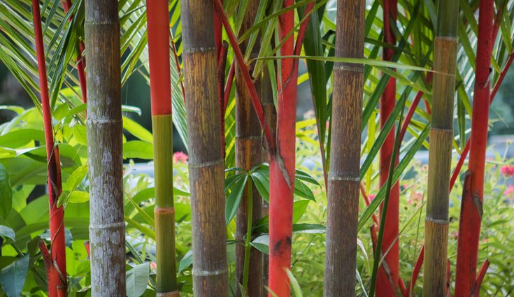 Algunas especies de palmera roja en Sumatra