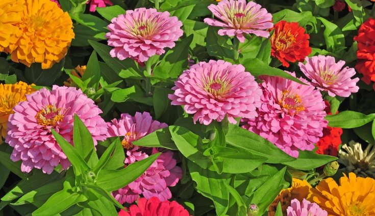 La zinnia necesita agua limpia y fresca