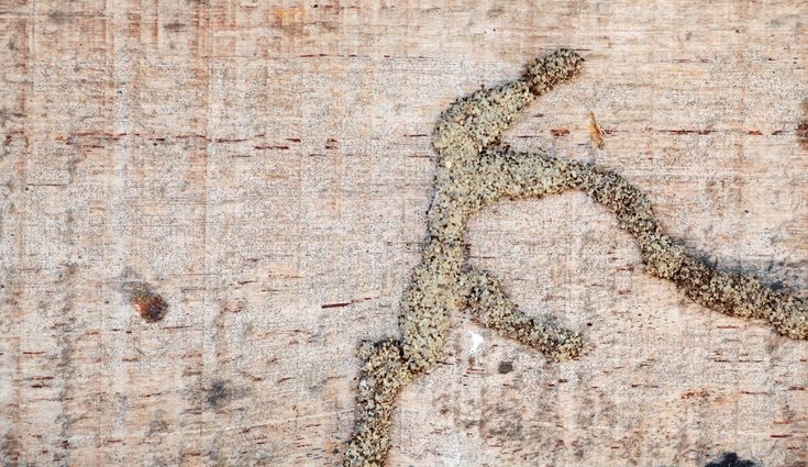 Estos túneles son una señal clara de que hay termitas en tu hogar