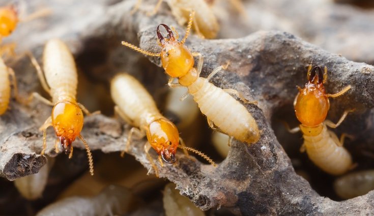 Debes tener mucho cuidado de que estas plagas no afecten a tu hogar
