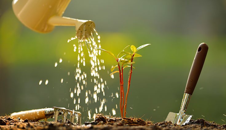 El riego por goteo es más recomendado que el goteo convencional