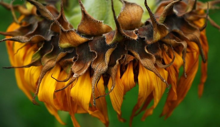 La temperatura pude afectar a la planta de manera nefasta