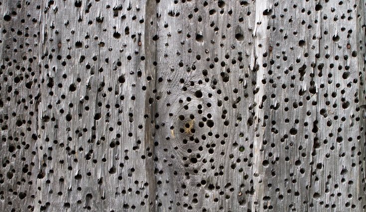 Agujeros en la madera afectada con carcoma