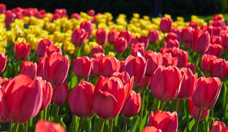 El tulipán es una de las flores más populares del mundo