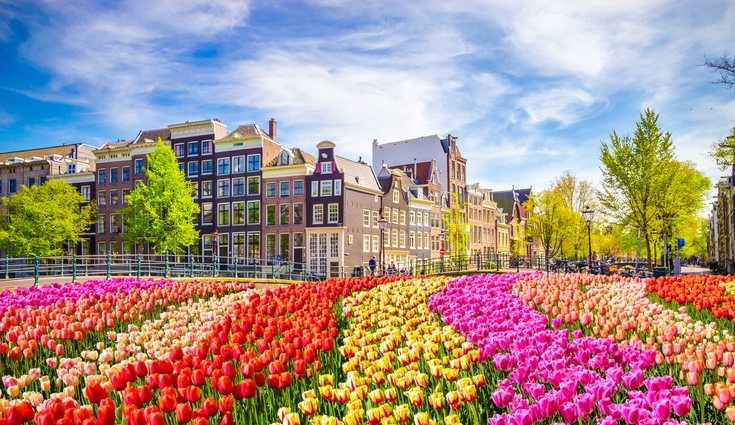 Los campos de tulipanes se conocen como campos arcoíris