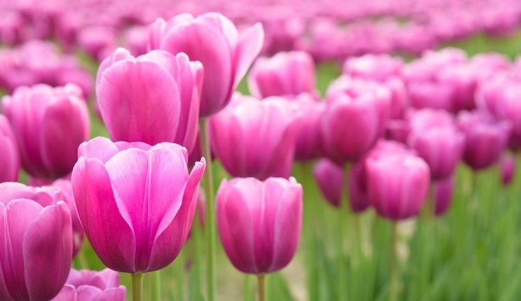 Los tulipanes rosas son símbolo de afecto, cariño y amistad
