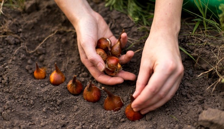 El otoño es la mjor época para plantar tulipanes