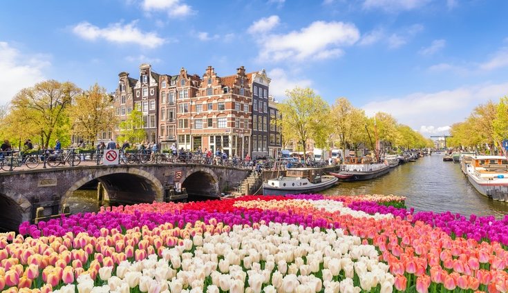 Holanda es el mayor productor y exportador de tulipanes en todo el mundo