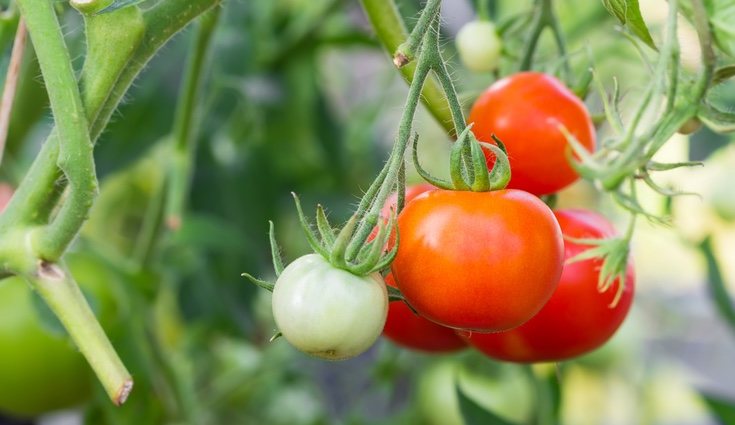  El tomate es una planta muy recomendada para todo tipo de huerto gracias a su gran productividad