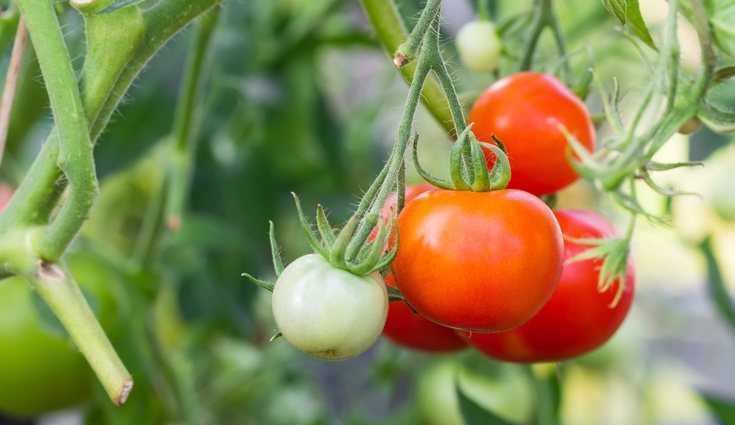 El tomate es una planta muy recomendada para todo tipo de huerto gracias a su gran productividad