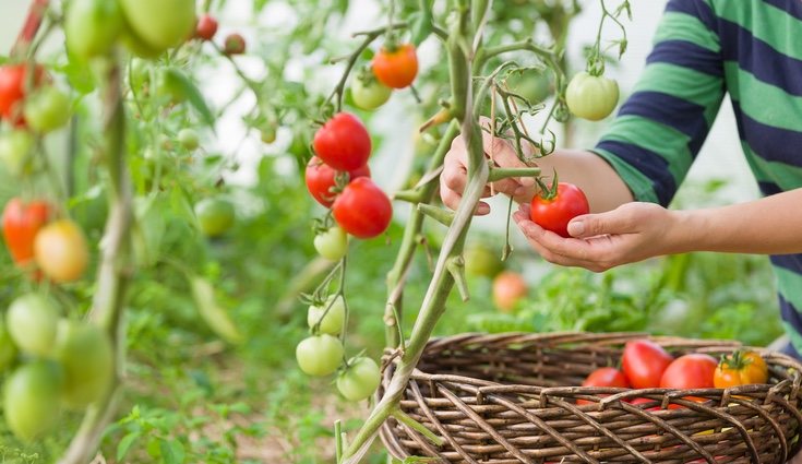 La temperatura ideal para que la planta crezca bien es alrededor de los 18ºC
