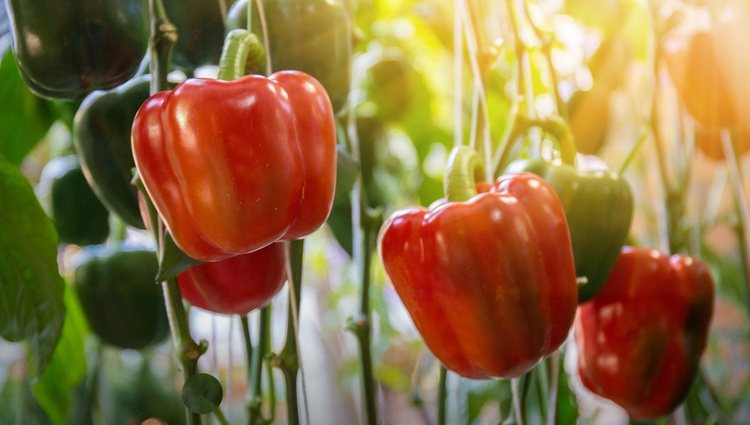 El pimiento se puede plantar tanto en huerto como en macea