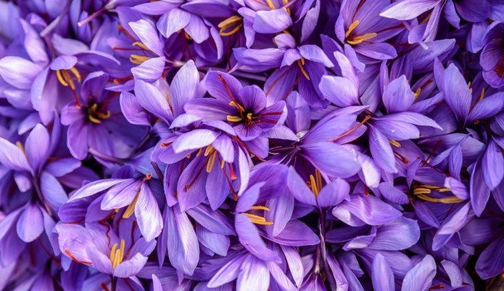 La flor del azafrán procede de Anatolia y cuesta entre 1.000 y 4.000 euros