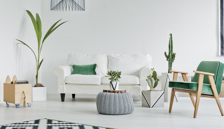 Las plantas le dan un toque especial a cualquier estancia del hogar