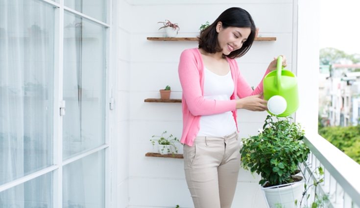 Conviene comprobar la tierra y valorar su humedad con frecuencia