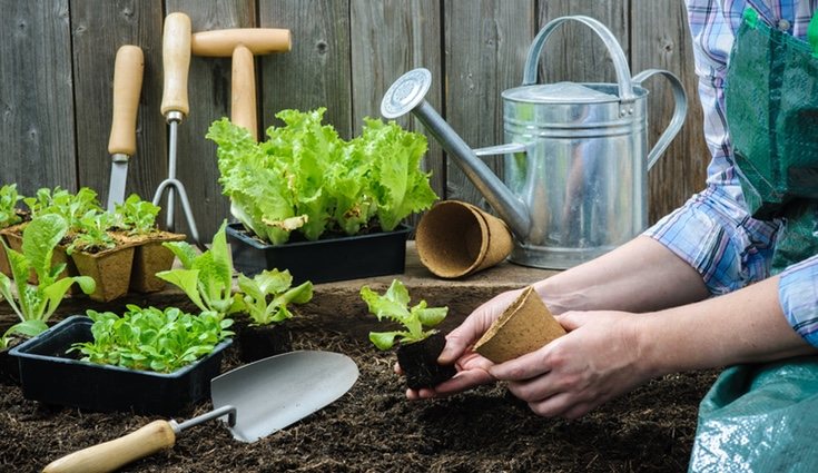 La mejor opción para que coja mejor a la tierra es por un sistema de aspersión suave
