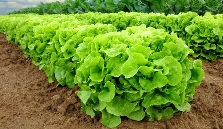 La cosecha se puede realizar a lo largo de los 365 días anuales