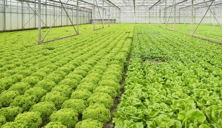 Será necesario consultar las ventajas de la tierra con la que vayas a cultivarla