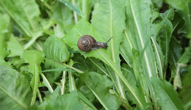 Las plagas más comunes que suelen tener las lechugas son de caracoles