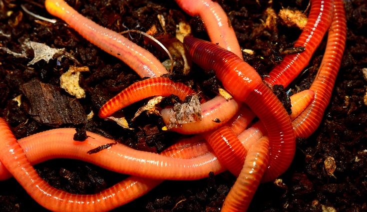 Lombrices rojas de California