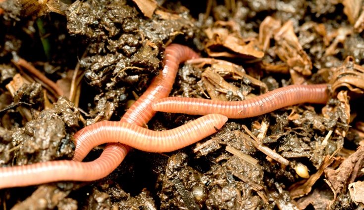 Esta actividad se alzó gracias a la utilización de lombrices en el reciclaje