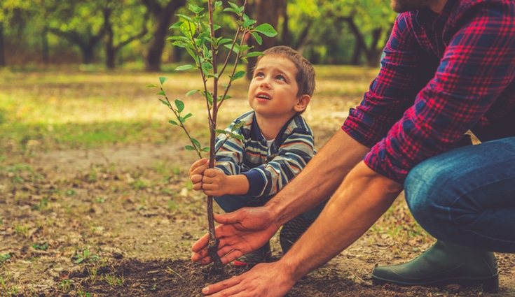 Hay que conocer qué cuidados requiere cada planta