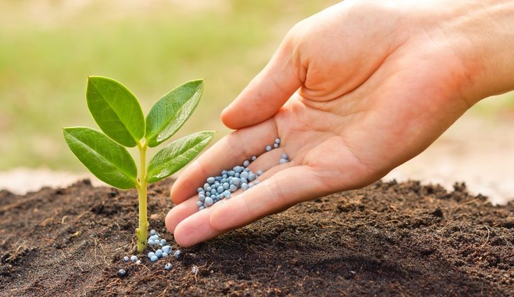 No todas las plantas necesitan la misma cantidad de fertilizante
