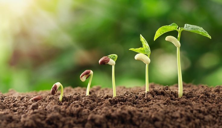 Las plantas son seres vivos y requieren cuidados constantes