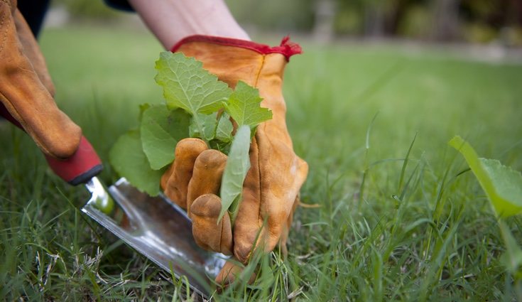 Puedes arrancar las malas hierbas con una azada de jardín o una pala.