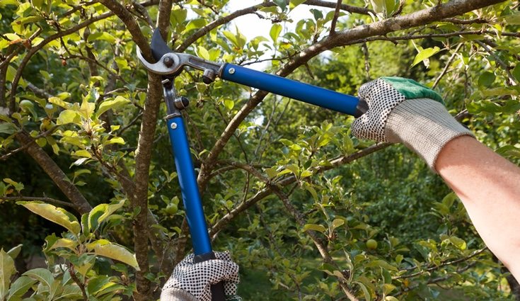 Los meses de primavera son idóneos para podar ramas y troncos de arbustos y árboles