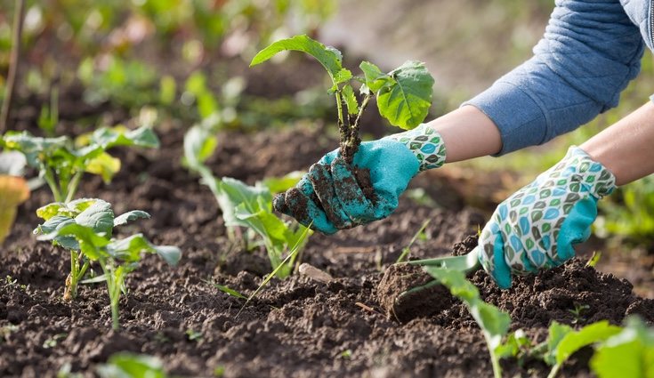  El humus de lombriz contiene una gran selección de enzimas para la fertilidad del suelo