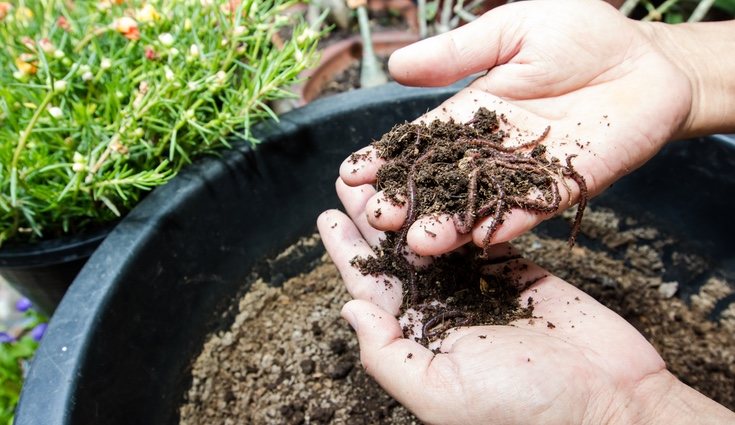 El Humus de lombriz es un producto que se obtiene del vermicompostaje