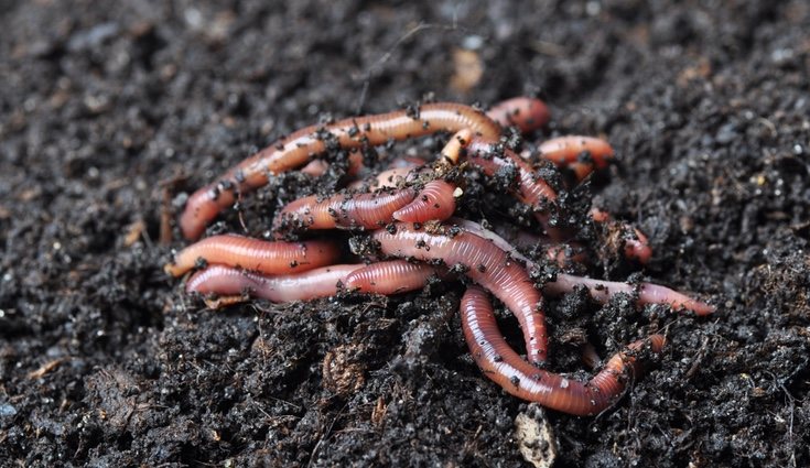  La civilización sumeria sabía ver la calidad que tenían los suelos al observar la densidad de las lombrices