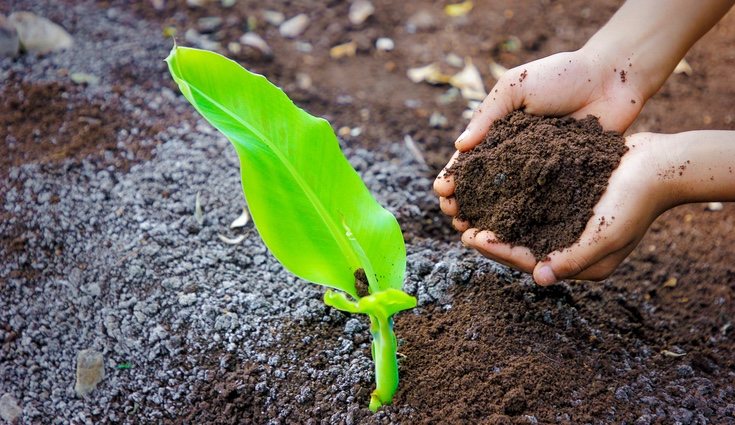 Exiten dos tipos de humus de lombriz el humus sólido y el humus líquido