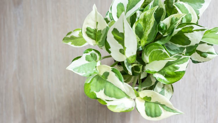 La reproducción de los potos es muy sencilla