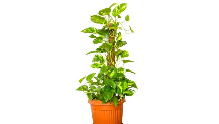 Si disponen de un buen soporte, estas plantas trepadoras podrán alcanzar un gran tamaño